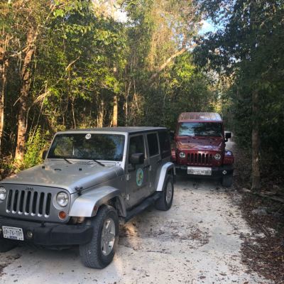 Two Jeeps parked on a narrow forest path surrounded by green trees.