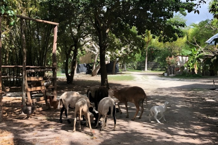 Goats and chickens in a shaded rural yard with trees and wooden fences.
