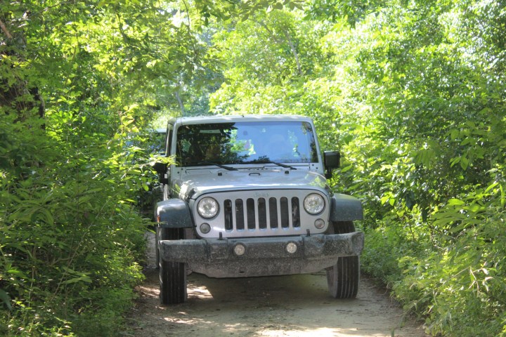 A silver SUV driving through a lush, narrow forest trail.