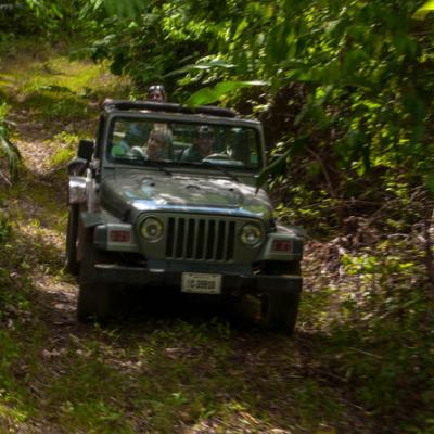 Jeep driving through lush forest on a narrow dirt path.